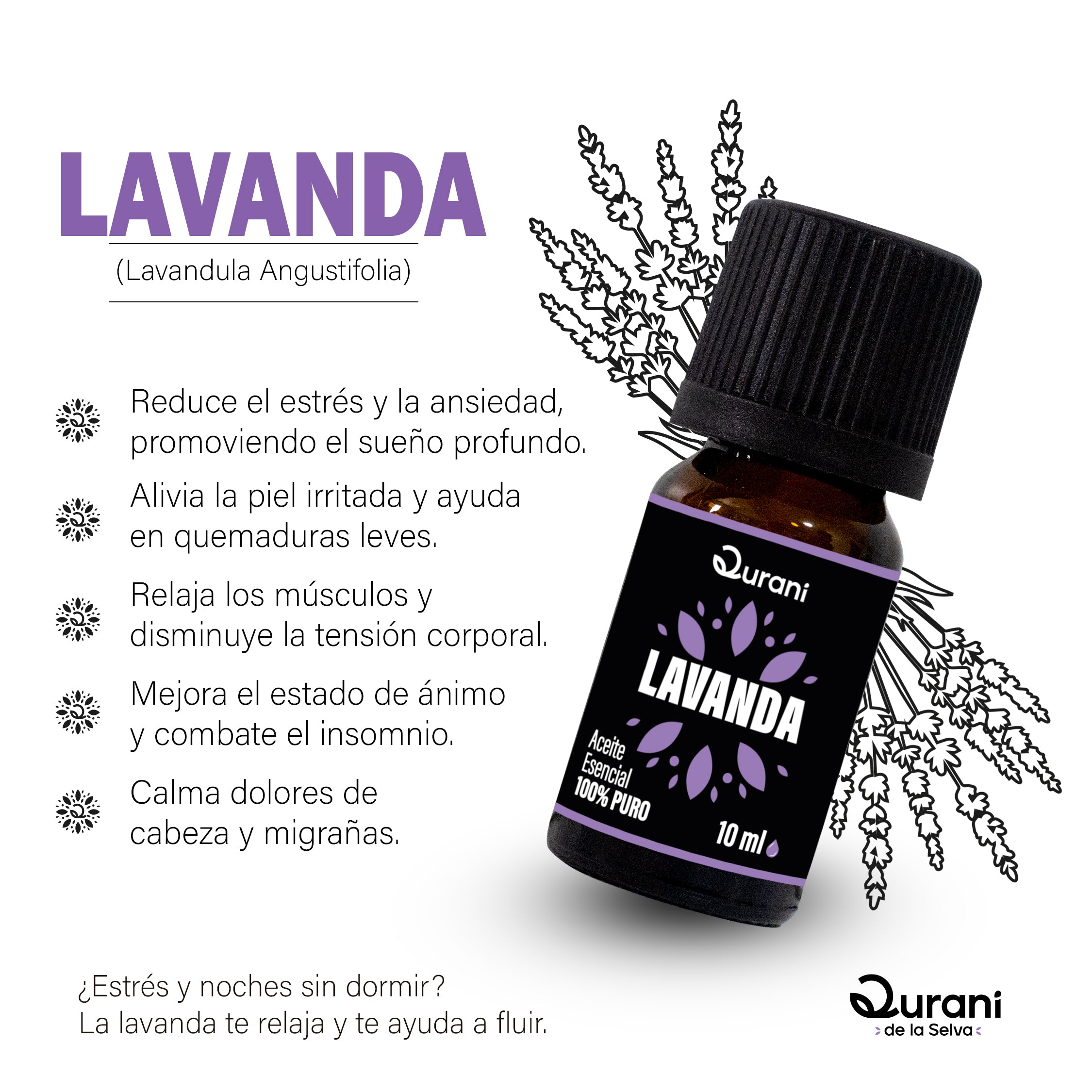 Las_Escencias_y_sus_plantas_-_Qurani_-_Lavanda.jpg