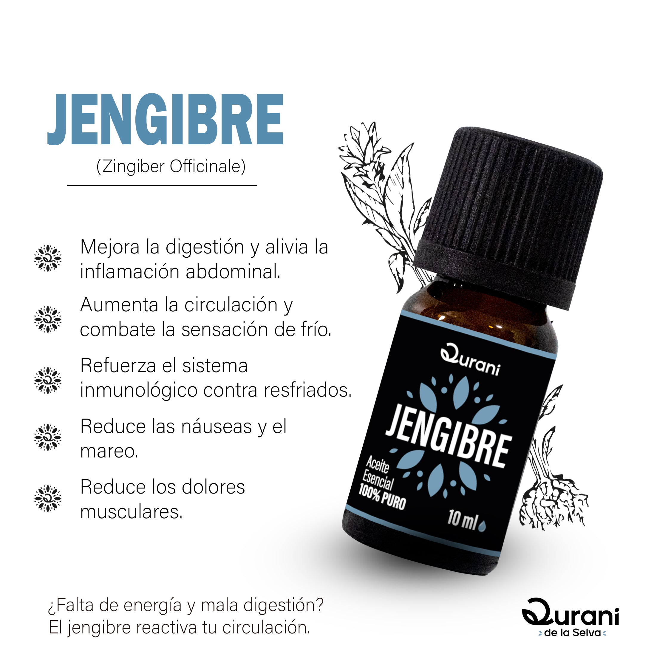 Las_Escencias_y_sus_plantas_-_Qurani_-_Jengibre.jpg