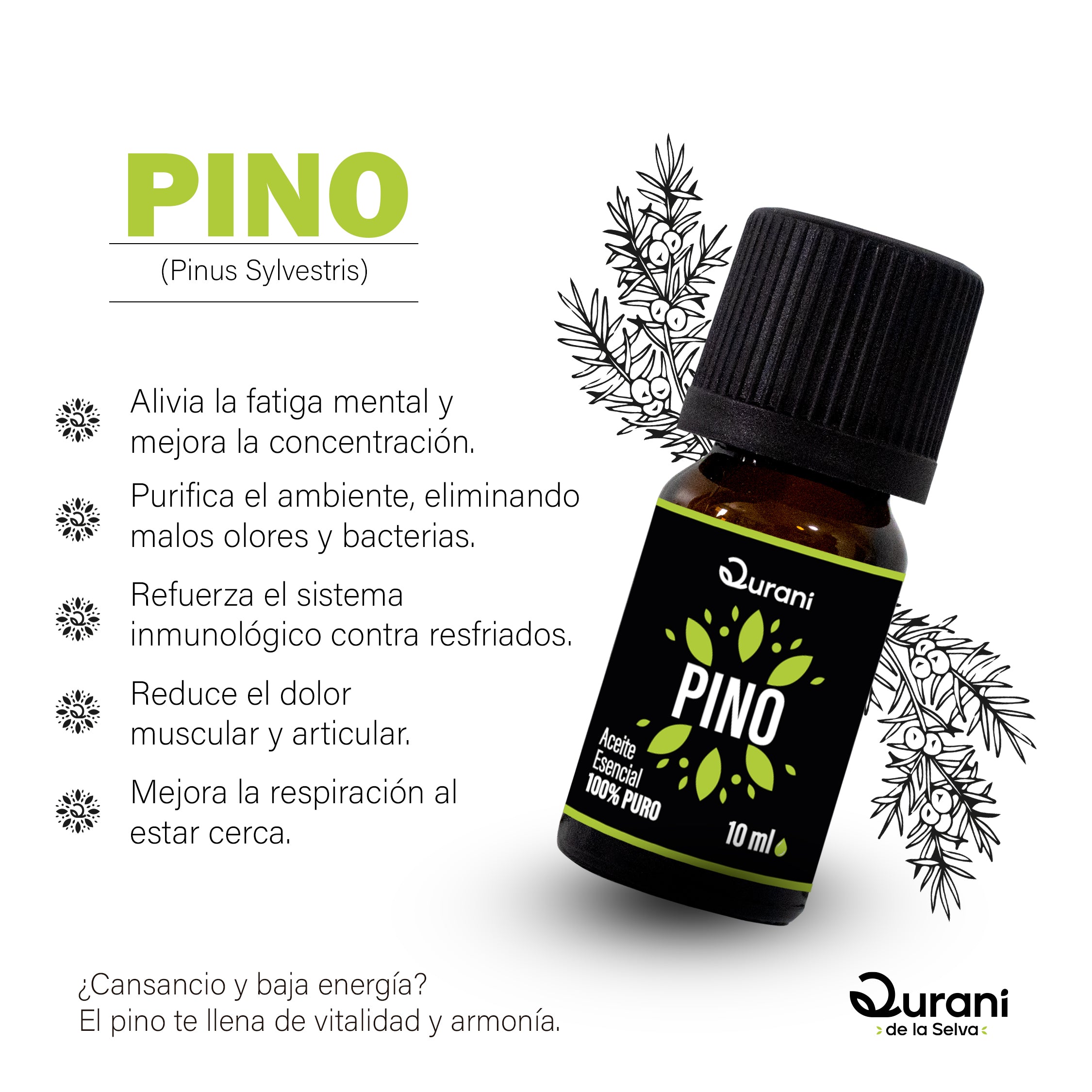 Las_Escencias_y_sus_plantas_-_Qurani_-_Pino.jpg