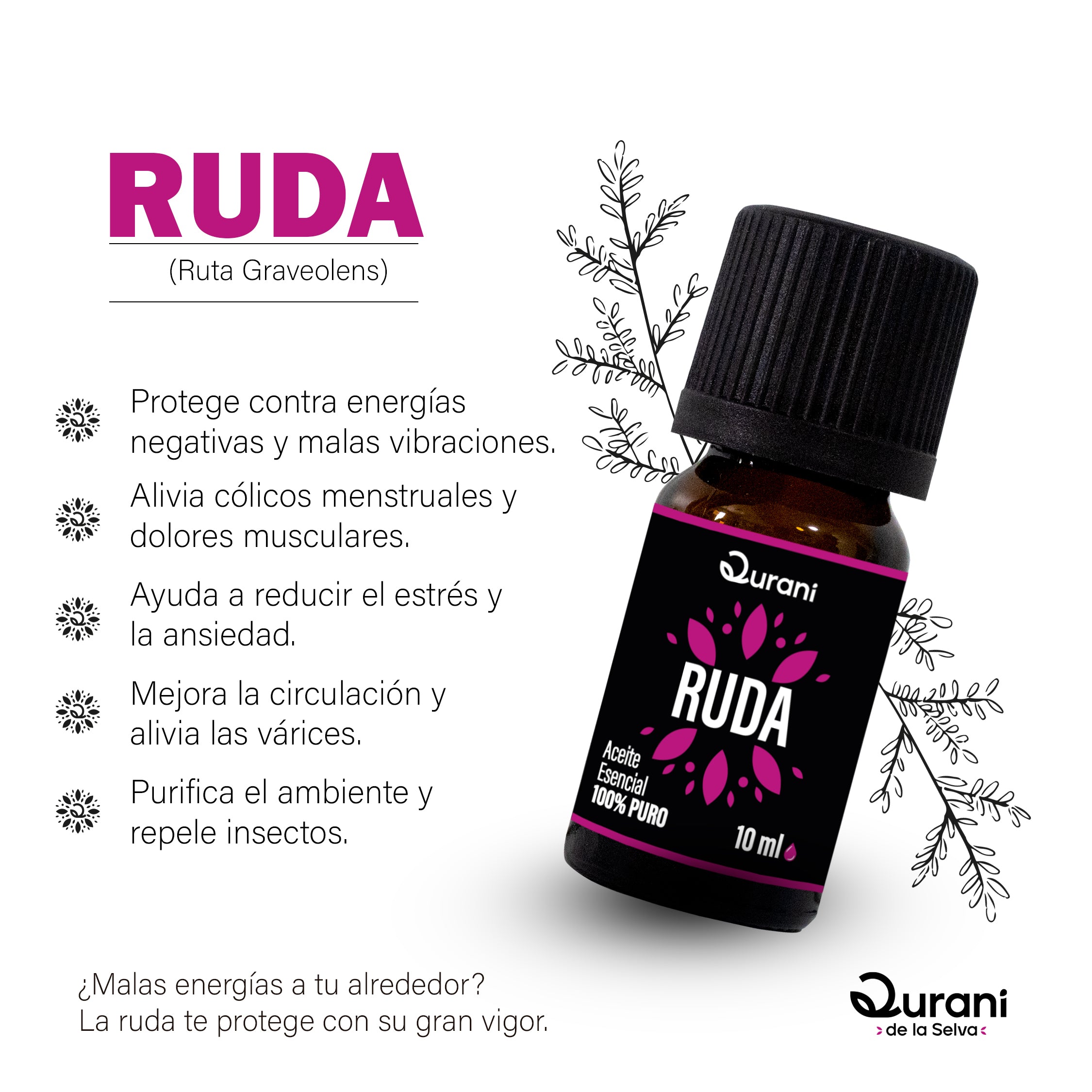 Las_Escencias_y_sus_plantas_-_Qurani_-_Ruda.jpg